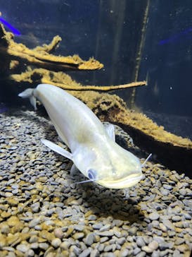 カワスイ 川崎⽔族館に投稿された画像（2022/4/2）