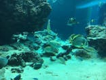沖縄美ら海水族館に投稿された画像（2022/4/2）