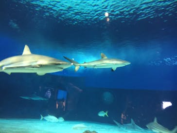 沖縄美ら海水族館に投稿された画像（2022/4/2）