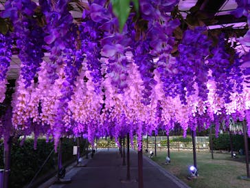 東京メガイルミに投稿された画像（2022/4/2）