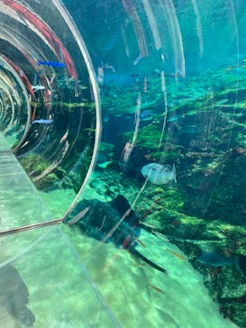 九十九島動植物園森きららに投稿された画像（2022/4/2）