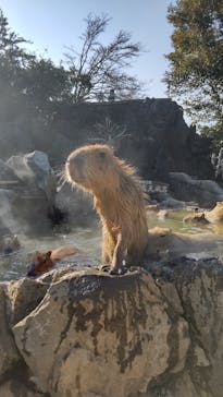 伊豆シャボテン動物公園に投稿された画像（2022/4/2）