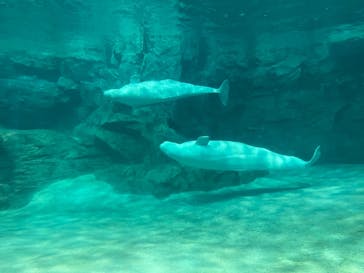 名古屋港水族館に投稿された画像（2022/4/2）