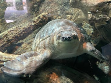 名古屋港水族館に投稿された画像（2022/4/2）