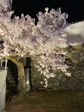 姫路城（イベント）に投稿された画像（2022/4/2）