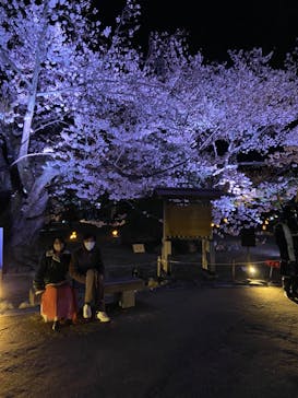 姫路城（イベント）に投稿された画像（2022/4/2）