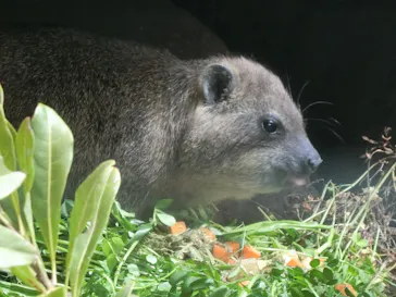 天王寺動物園に投稿された画像（2022/4/2）