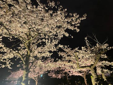 三溪園に投稿された画像（2022/4/2）