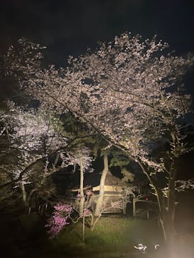 三溪園に投稿された画像（2022/4/2）