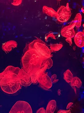 名古屋港水族館に投稿された画像（2022/4/2）