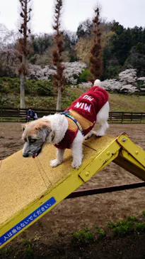 わんダフルネイチャーヴィレッジに投稿された画像（2022/4/2）