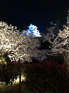 姫路城（イベント）に投稿された画像（2022/4/2）