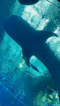 沖縄美ら海水族館に投稿された画像（2022/4/2）