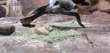 那須どうぶつ王国に投稿された画像（2022/4/2）