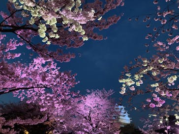 姫路城（イベント）に投稿された画像（2022/4/2）