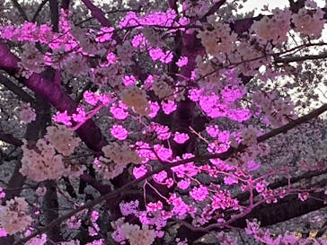 姫路城（イベント）に投稿された画像（2022/4/2）