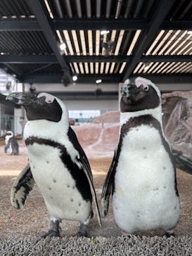 京都水族館×ニデック京都タワーに投稿された画像（2022/4/2）