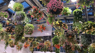 よみうりランド HANA･BIYORIに投稿された画像（2022/4/2）