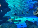 サンシャイン水族館に投稿された画像（2022/4/3）