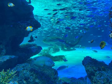 サンシャイン水族館に投稿された画像（2022/4/2）
