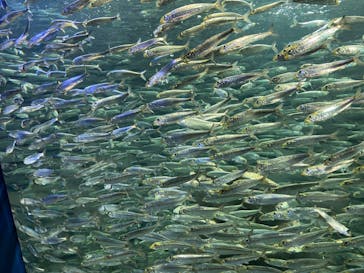 サンシャイン水族館に投稿された画像（2022/4/2）