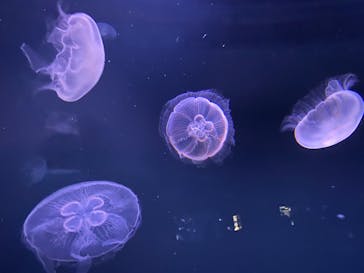 サンシャイン水族館に投稿された画像（2022/4/2）