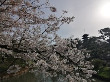 三溪園に投稿された画像（2022/4/2）