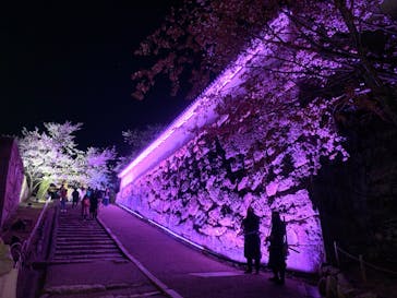 姫路城（イベント）に投稿された画像（2022/4/2）