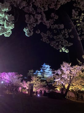 姫路城（イベント）に投稿された画像（2022/4/2）