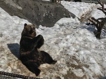 のぼりべつクマ牧場に投稿された画像（2022/4/2）