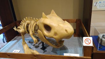 国立科学博物館　特別企画展「ポケモン化石博物館」に投稿された画像（2022/4/2）