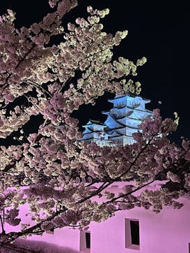姫路城（イベント）に投稿された画像（2022/4/2）
