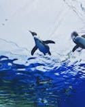 サンシャイン水族館に投稿された画像（2022/4/3）