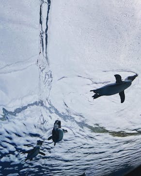 サンシャイン水族館に投稿された画像（2022/4/2）