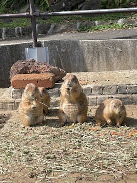 伊豆シャボテン動物公園に投稿された画像（2022/4/2）