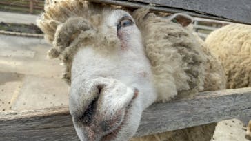 アロハガーデンたてやまに投稿された画像（2022/4/2）