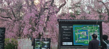 元離宮二条城に投稿された画像（2022/4/3）