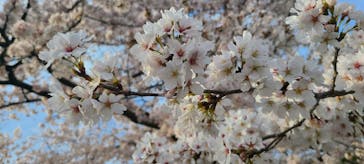 元離宮二条城に投稿された画像（2022/4/3）