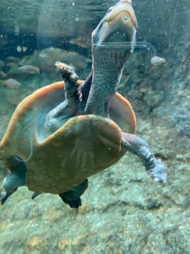 名古屋港水族館に投稿された画像（2022/4/3）