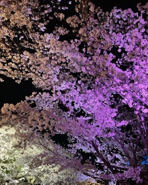 姫路城（イベント）に投稿された画像（2022/4/3）