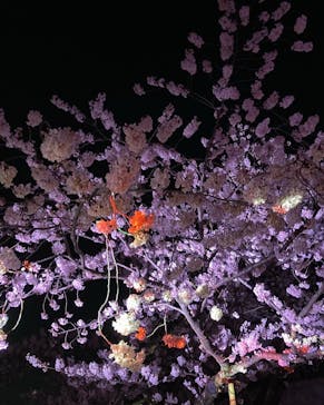 姫路城（イベント）に投稿された画像（2022/4/3）