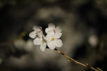 姫路城（イベント）に投稿された画像（2022/4/3）