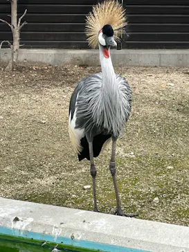 天王寺動物園に投稿された画像（2022/4/3）
