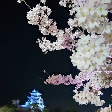 姫路城（イベント）に投稿された画像（2022/4/3）