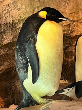 名古屋港水族館に投稿された画像（2022/4/3）