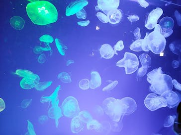 名古屋港水族館に投稿された画像（2022/4/3）