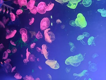 名古屋港水族館に投稿された画像（2022/4/3）