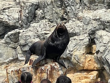 大分マリーンパレス水族館 「うみたまご」に投稿された画像（2022/4/3）