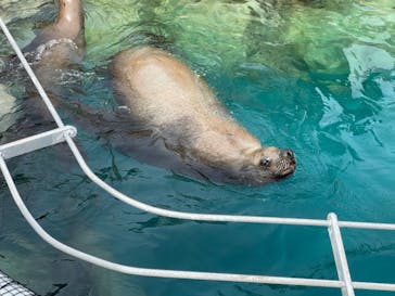 大分マリーンパレス水族館 「うみたまご」に投稿された画像（2022/4/3）