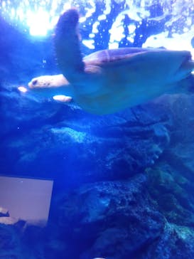 マクセル アクアパーク品川に投稿された画像（2022/4/3）